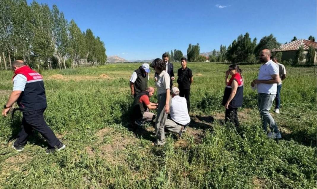 Yüksekova alternatif tarımda rekora koşuyor: Bir yumrudan dört kat ürün çıktı 3